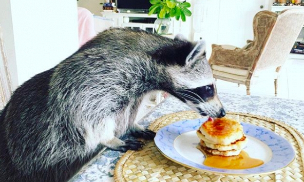 Bí Ngô – chú cáo nổi tiếng nhất Instagram - đã qua đời