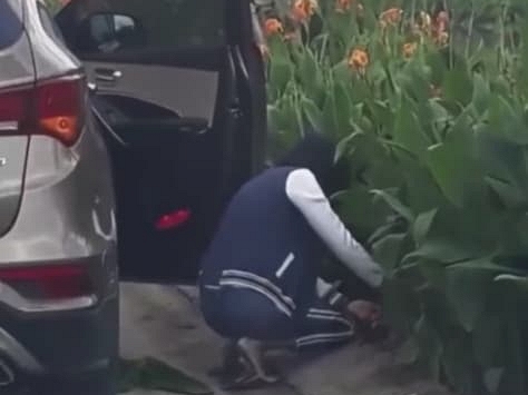Người phụ nữ đi ô tô gây bức xúc vì nhổ trộm hoa ven đường