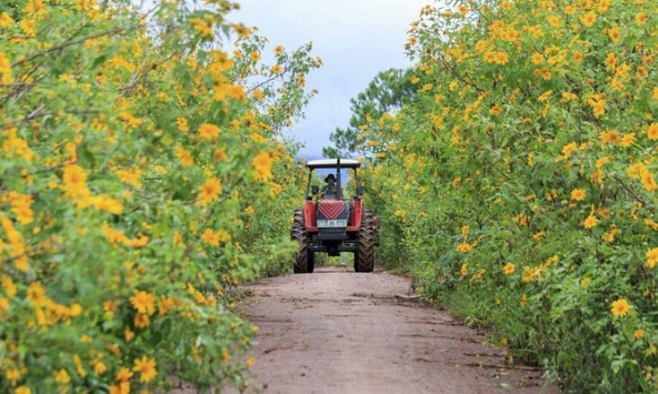 Cuối thu, ta có hẹn với dã quỳ