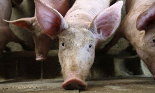 Dịch tả lợn châu Phi hoành hành, 1/4 số lợn trên thế giới có thể bị tiêu hủy