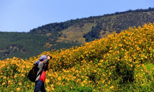 Tin sớm ngày 6/11/2019: Đi Ba Vì ngắm hoa dã quỳ nở rộ