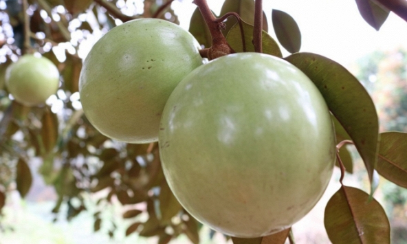 Vú sữa Lò Rèn mất mùa, thương lái mất hút