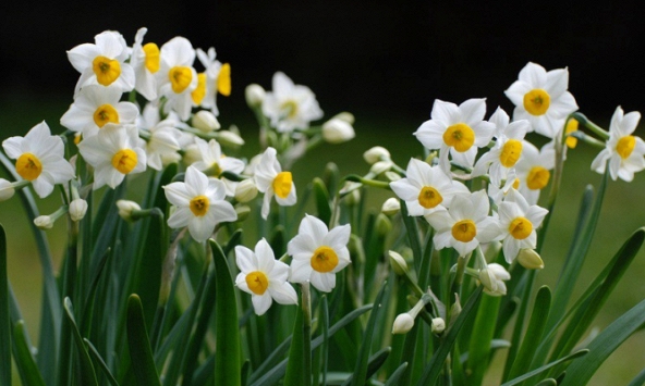 Cẩn thận với độc dược từ những cây cảnh trong nhà