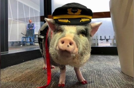 Con lợn duy nhất trên thế giới được tự do đi lại ở sân bay