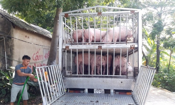 Giá heo hơi ngày 12/11 cao đỉnh điểm, gần chạm mốc 80.000 đồng/kg