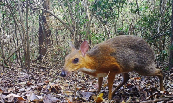 Phát hiện cheo cheo lưng bạc tại Việt Nam sau gần 30 năm bị nghi tuyệt chủng