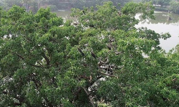 Chim cổ rắn sắp tuyệt chủng xuất hiện số lượng lớn tại Đồng Nai