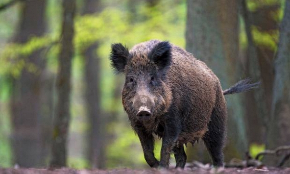 Lợn rừng vô tình “giúp” cảnh sát tìm thấy kho ma túy 22.000USD