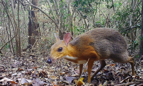 Ngoài cheo cheo, Việt Nam còn có những động vật quý nào đứng trước nguy cơ tuyệt chủng? 