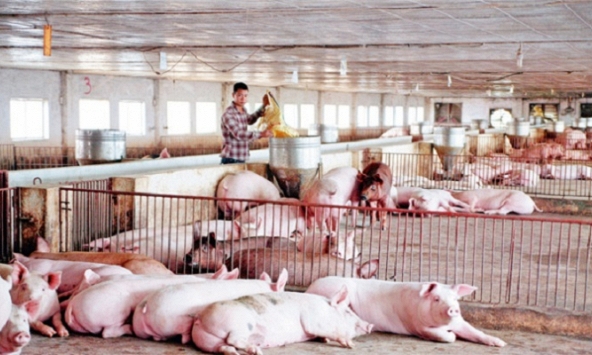 Giá heo hơi ba miền đồng loạt tăng