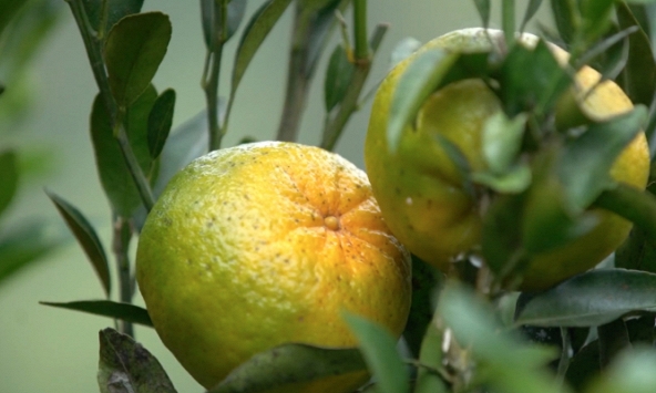 Những đồi quýt nơi vùng cao biên giới