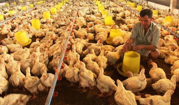 Vì sao giá thịt gà giảm sâu trong khi thịt bò và thịt lợn tăng mạnh?