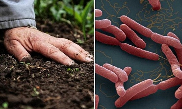 Vụ 3 chị em ruột tử vong do vi khuẩn Whitmore: Chưa có bằng chứng khoa học thuyết phục về việc lây truyền từ người sang người