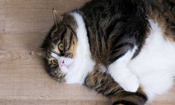 Chàng trai lập kế hoạch 'qua mặt' hãng hàng không để mang chú mèo thừa cân lên máy bay