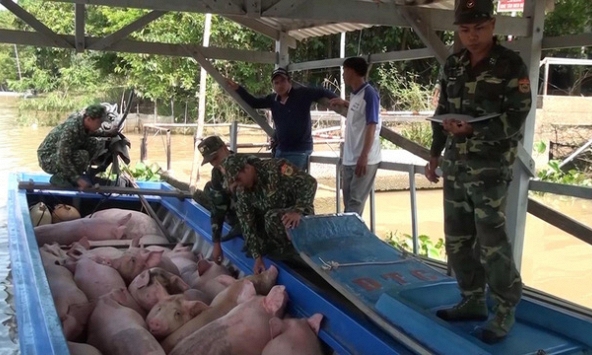Buôn lậu heo bùng phát vì giá thịt tăng cao