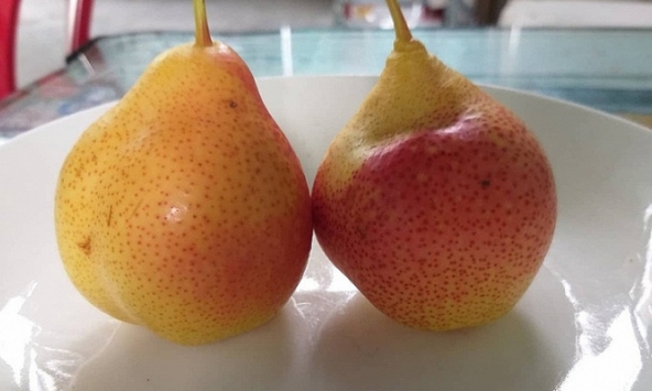 Lê “má hồng” mini là hàng Trung Quốc?