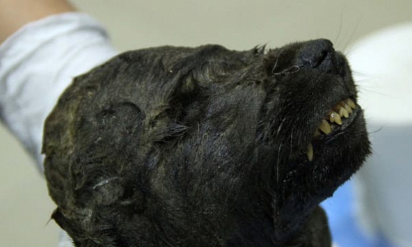 Tìm thấy mẫu vật nửa chó nửa sói có niên đại 18.000 năm dưới tầng đất đóng băng vĩnh cửu