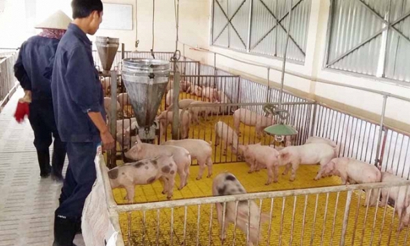 Giá heo hơi hôm nay 29/11 có dấu hiệu tăng trở lại