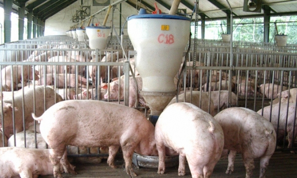 Giá heo hơi ngày 30/11 ổn đinh, chỉ số tiêu dùng tăng đột biến