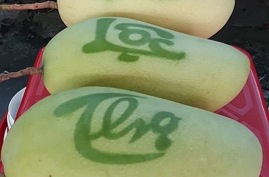 Xoài in chữ giá 300.000 đồng hút hàng mùa Tết 2020