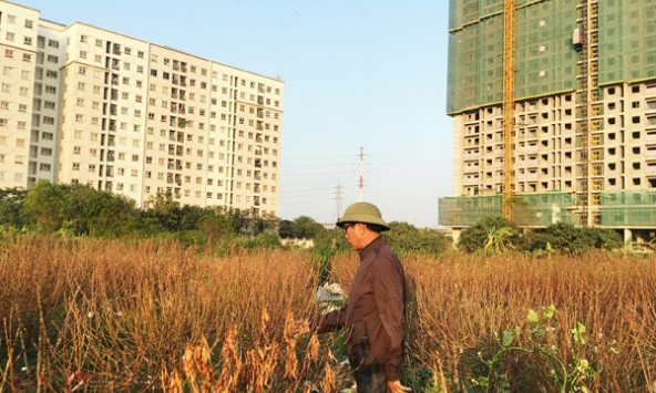 Cả vạn gốc đào chết khô, Hà Thành 'khóc ròng' mất Tết