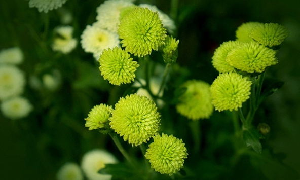 Không chỉ có Cúc họa mi, Việt Nam còn có nhiều loại cúc đẹp đến nao lòng