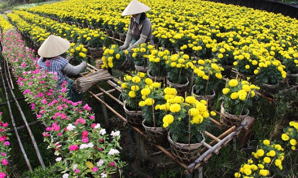 Nhà vườn vào mùa tất bật chuẩn bị hoa Tết