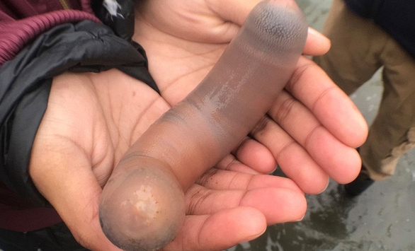 Hàng nghìn con cá dương vật bị cuốn lên bờ