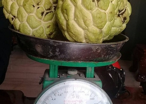 Ngoài xoài 'nhả chữ', mãng cầu khổng lồ sẽ hút khách dịp Tết 2020