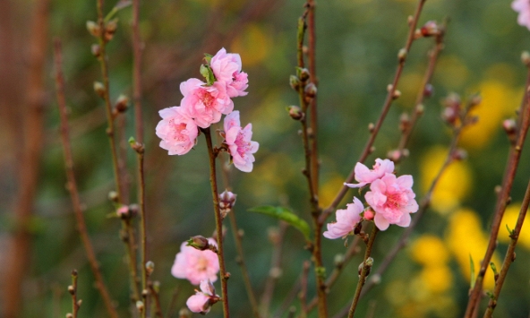 Hoa đào khoe sắc sớm tại làng Nhật Tân