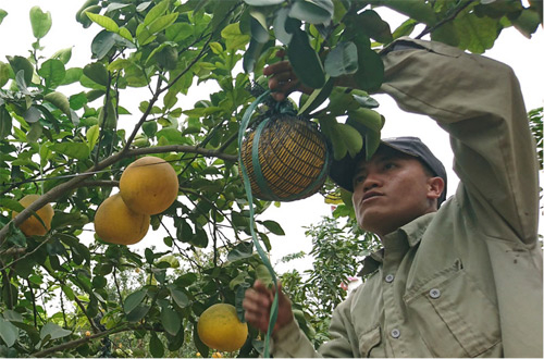 Bonsai, bưởi cảnh, chuột cõng quất chờ  khách