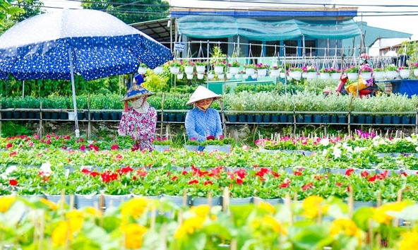 Làng hoa Sa Đéc thu phí tham quan vấp phải nhiều ý kiến trái chiều