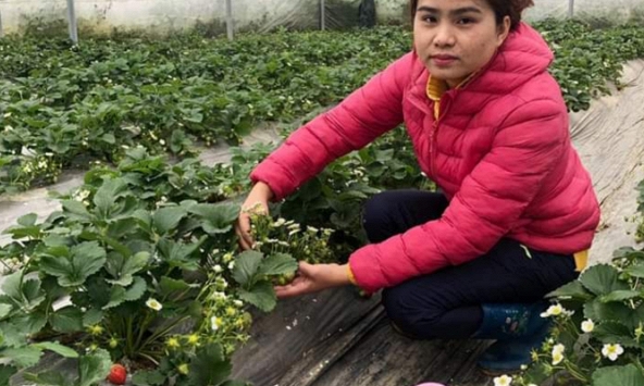 Thạc sỹ khoa học 28 tuổi và câu chuyện 'bỏ phố về làng' để trồng dâu tây