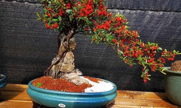 Táo gai ký đá chưng tết, giá chục triệu đồng