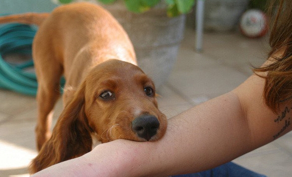 Chó dữ tấn công 4 người, 1 cháu bé bị cắn đứt khí quản