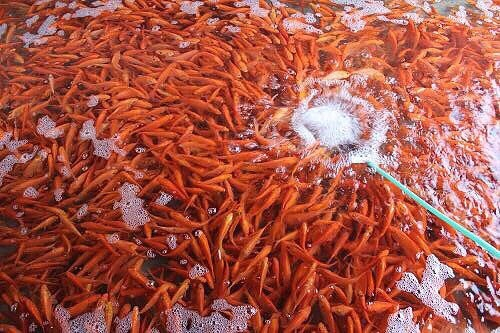 Hàng chục tấn cá chép chờ ngày ông Công ông Táo