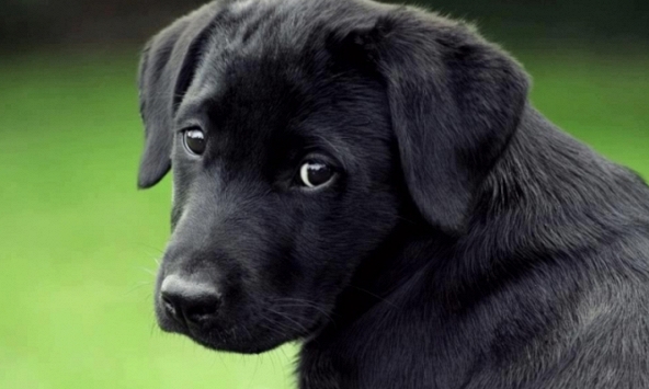 Nhóm người Việt bị phạt 773 triệu đồng vì ăn thịt chó tại Đài Loan