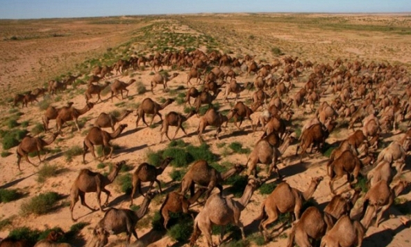 Úc tiến hành bắn chết 10.000 con lạc đà vì uống quá nhiều nước