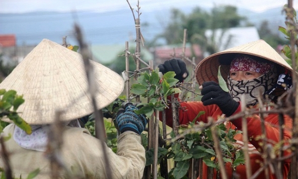 Nghề 'ôm cây, lặt lá' kiếm thêm ngày Tết thu hút lao động