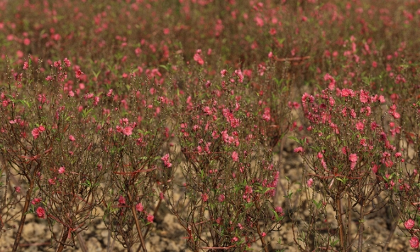 Người dân lo lắng vì đào nở sớm dù còn 2 tuần mới đến tết