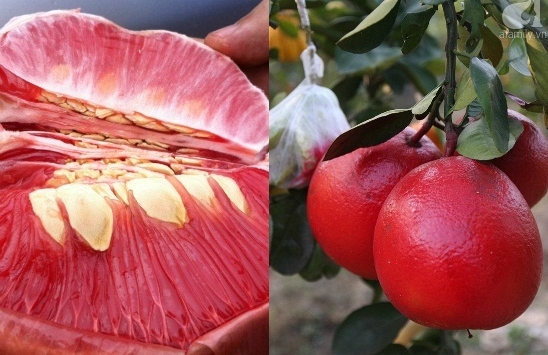 Bưởi đỏ Luận Văn vào mùa Tết