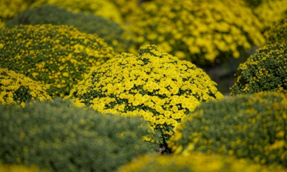 Cúc mâm xôi ở làng hoa lớn nhất miền Tây tăng giá kỷ lục