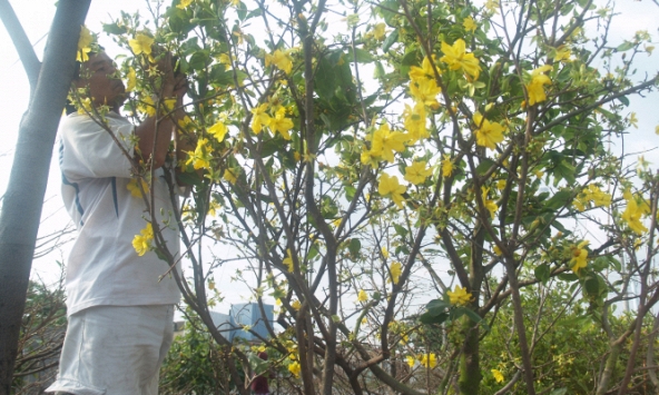 Làng mai Thủ Đức tất bật vào vụ Tết Canh Tý 2020