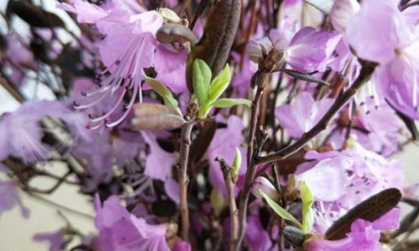 Cận Tết, hoa đỗ quyên ngủ đông tái xuất