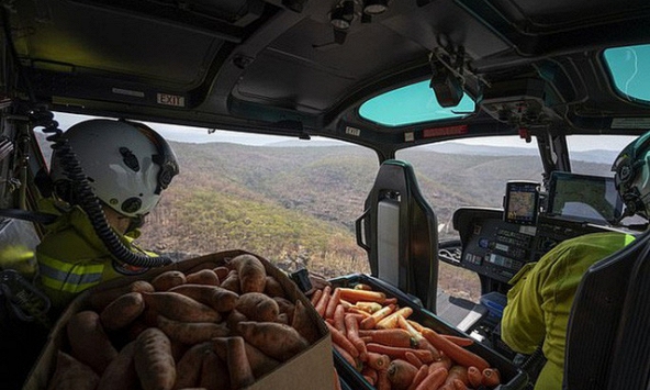 Úc dùng máy bay thả cà rốt và khoai lang để cứu chuột túi