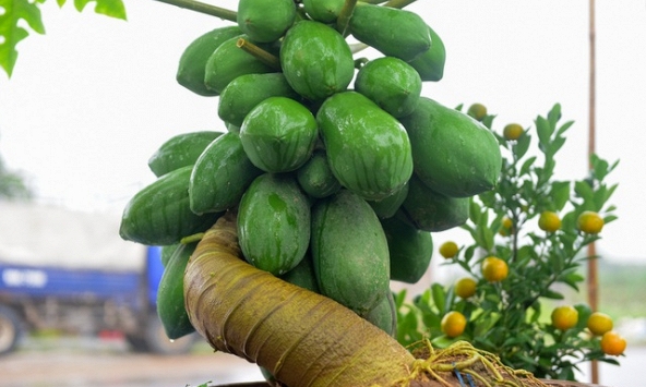 Đu đủ bon sai tiền triệu hút khách 