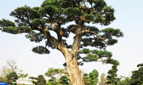 Cây tùng bonsai trị giá 6 tỷ đồng của người nông dân gốc Bình Định