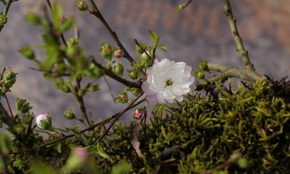 Nhất chi mai giá hàng chục triệu đồng được dân Hà Nội yêu thích