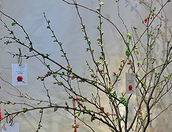 Hoa anh đào Nhật Bản để chơi tết có giá hàng chục triệu đồng