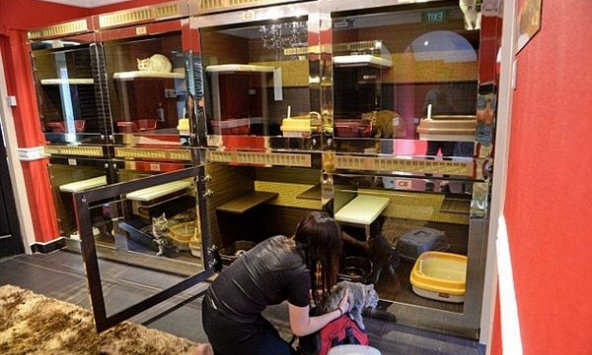 Khách sạn thú cưng “cháy phòng” dịp Tết